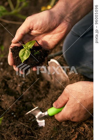 Close-up of a green leaf of a plant. Hands tamp the earth around the seedling. Open ground. Top view. 96005096
