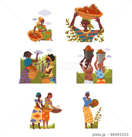 People Character Harvesting Coffee Picking Fresh Fruit in Bucket and Basket Vector Set 96005203