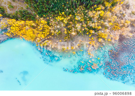 Aerial view. Birch forest in turquoise water. Abraham Lake. Natural scenery in fall time. Aerial view. Birch forest in turquoise water. Abraham Lake. Natural scenery in fall time. 96006898