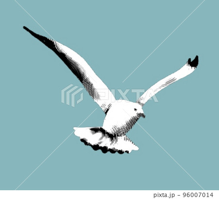 Engraving of a sea gull. realistic illustration of a seabird. 96007014
