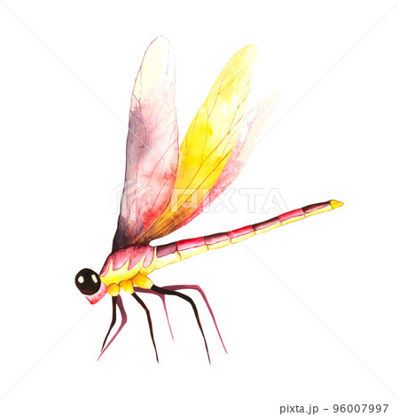 Dragonflies. The pink-yellow dragonfly, watercolor illustration isolated on white background 96007997
