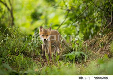 Young red fox standing in forest in springtime nature Young red fox standing in forest in springtime nature 96008061
