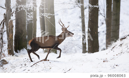 Red deer running in snowy forest in winter from side 96008063