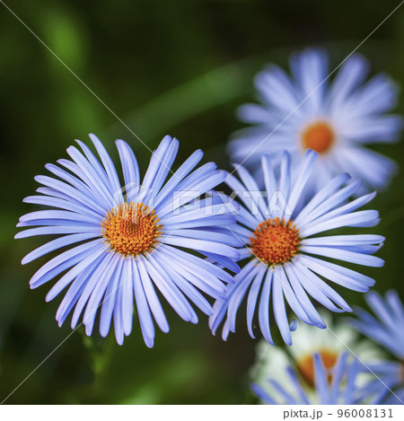 Blue Felicia flowers. Bright blue purple chamomile with yellow stamens Blue Felicia flowers. Bright blue purple chamomile with yellow stamens 96008131