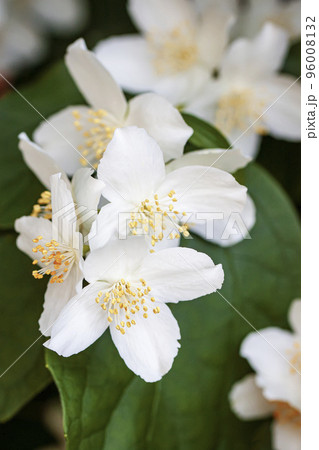 Flowering Sweet mock-orange close-up. Delicate fragrant flowers in early summer Flowering Sweet mock-orange close-up. Delicate fragrant flowers in early summer 96008132