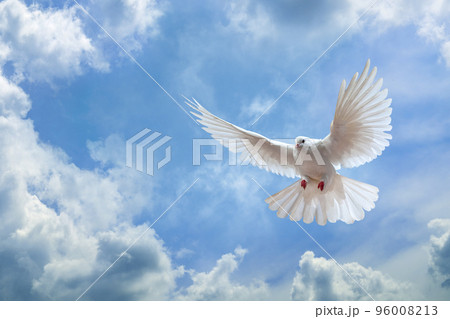 Dove in the air with wings wide open in-front of the sky Dove in the air with wings wide open in-front of the sky 96008213