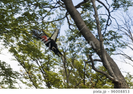 Magellanic Woodpecker in Patagonian forest environment, Los Glaciares National Park, Santa Cruz, Argentina 96008853