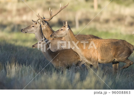 Red deer herd in Calden forest, La Pampa, Argentina. 96008863