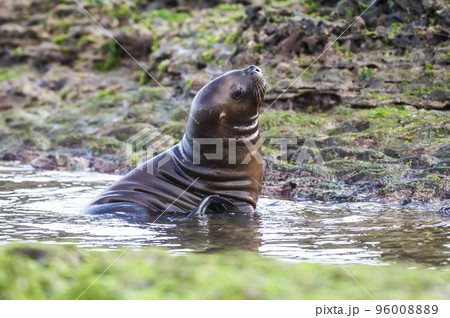 Sea Lion baby, Peninsula Valdes, Heritage Site, Patagonia, Argentina 96008889