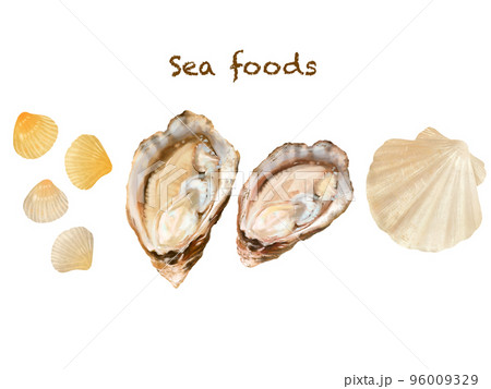 海の幸ーシーフードシリーズの貝のイラスト手描きセット素材 海の幸ーシーフードシリーズの貝のイラスト手描きセット素材 96009329
