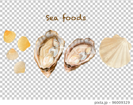 海の幸ーシーフードシリーズの貝のイラスト手描きセット素材 海の幸ーシーフードシリーズの貝のイラスト手描きセット素材 96009329