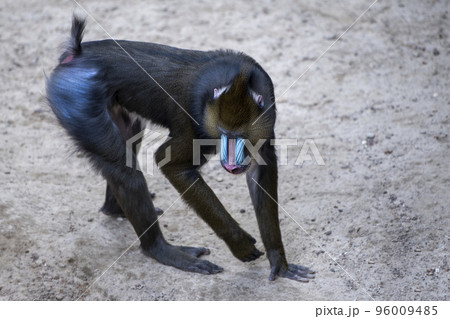 Mandrill walks on the sand, monkey walks on the sand side view. 96009485