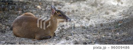 Chinese muntjac, Muntiacus reevesi. Muntjac lies on the sand in the shade 96009486