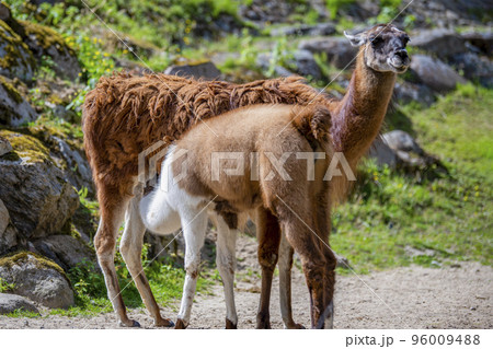 Little llama drinks mother's milk. Llama cub drinks milk, yellow llama feeds her cub in the mountains of Peru 96009488
