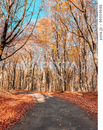 Autumn forest road leaves fall in ground landscape on autumnal background in November 96009686