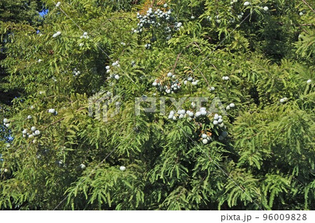 2022年9月・ラクウショウの実 96009828