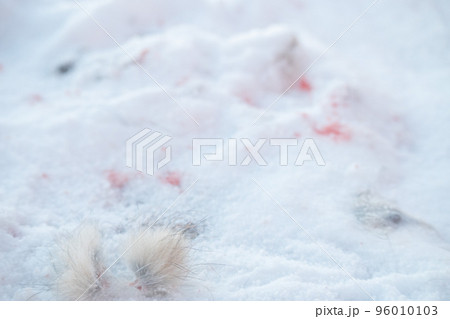 厳冬期の北アルプスで見つける小動物の痕跡 食物連鎖 自然界の厳しさ 厳冬期の北アルプスで見つける小動物の痕跡 食物連鎖 自然界の厳しさ 96010103