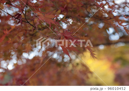 秋の日の光に照らされる紅葉 秋の日の光に照らされる紅葉 96010452