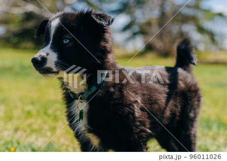 black puppy with blue eyes black puppy with blue eyes 96011026