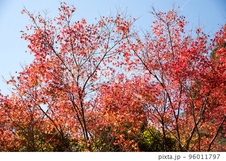 徳島県那賀町 高の瀬峡の紅葉 徳島県那賀町 高の瀬峡の紅葉 96011797