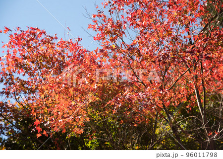 徳島県那賀町 高の瀬峡の紅葉 徳島県那賀町 高の瀬峡の紅葉 96011798
