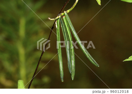 ヤブツルアズキ 96012018