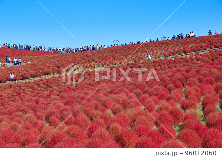 秋の紅葉のコキア ( ひたち海浜公園 ) 秋の紅葉のコキア ( ひたち海浜公園 ) 96012060