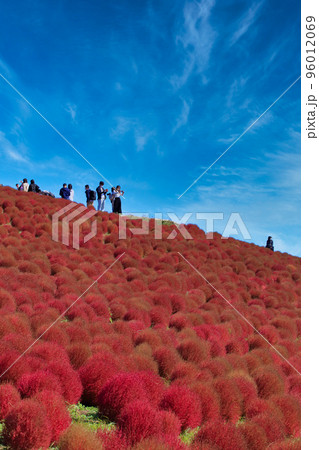 秋の紅葉のコキア ( ひたち海浜公園 ) 96012069