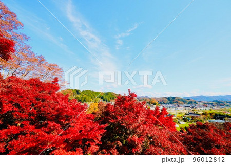 紅葉 茨城県大子町 紅葉 茨城県大子町 96012842