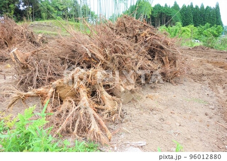 抜根作業を行った後の木の根っこ 産業廃棄物 抜根作業を行った後の木の根っこ 産業廃棄物 96012880