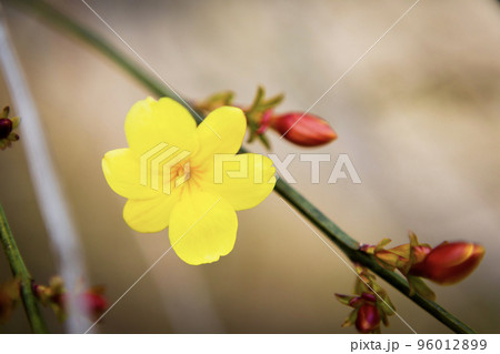 黄梅の花のクローズアップ 96012899