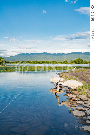 新潟　白鳥のいる風景 96013238