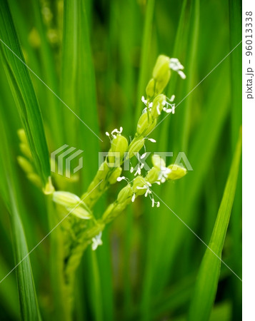 稲の花 稲の花 96013338