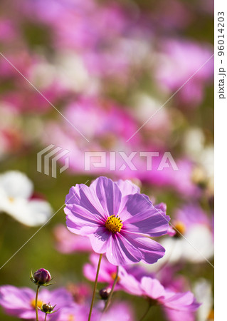 秋のイメージ素材、満開のコスモスの花びらのクローズアップ 秋のイメージ素材、満開のコスモスの花びらのクローズアップ 96014203