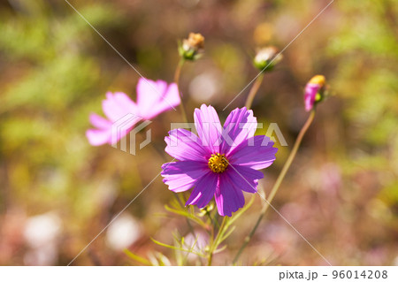 秋のイメージ素材、満開のコスモスの花びらのクローズアップ 96014208