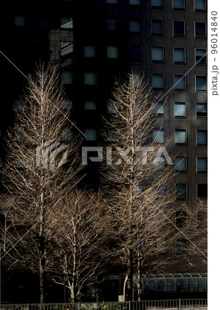 スポットライトのように日が当たる落葉した街路樹の針葉樹メタセコイア・大手町 スポットライトのように日が当たる落葉した街路樹の針葉樹メタセコイア・大手町 96014840