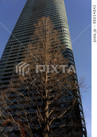 スポットライトのように日が当たる落葉した街路樹の針葉樹メタセコイア・大手町 スポットライトのように日が当たる落葉した街路樹の針葉樹メタセコイア・大手町 96014842