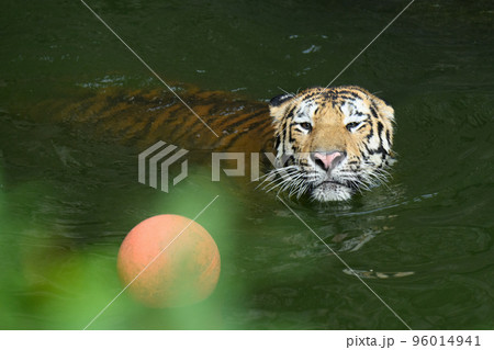 堀で水球するアムールトラの子 96014941