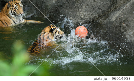 池でボールを追うアムールトラの子 池でボールを追うアムールトラの子 96014953