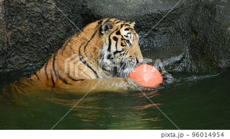 池でボールを守るアムールトラの子 池でボールを守るアムールトラの子 96014954