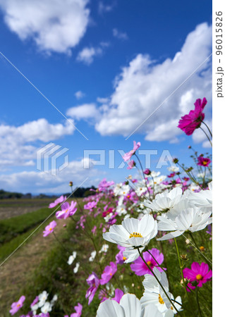 秋桜の花畑と青空のコピースペース 96015826