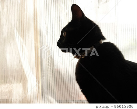 黒ねこのシルエット風景 96015906