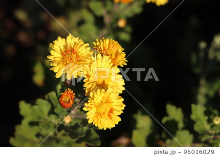 日本の秋の庭に咲く黄色いスプレーギクの花 96016029