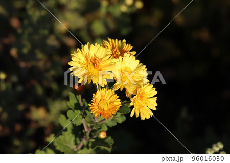 日本の秋の庭に咲く黄色いスプレーギクの花 96016030