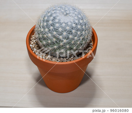 サボテン・満月のテーブルフォト 96016080