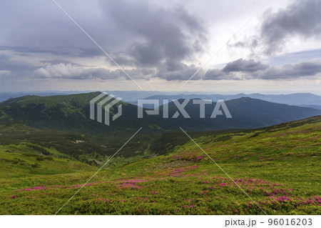 Beautiful view of pink rhododendron rue flowers blooming on mountain slope with foggy hills with green grass and Carpathian mountains in distance with dramatic clouds sky. Beauty of nature concept. 96016203