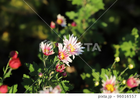 日本の秋の庭に咲く白と花びらを持つスプレーギクの花 96016557