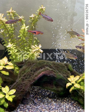 熱帯魚 レッドフィンブルーベリーインパイクティステトラ 熱帯魚 レッドフィンブルーベリーインパイクティステトラ 96016756