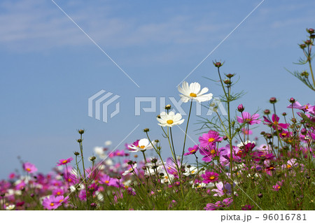 秋桜の花畑と青空のコピースペース 秋桜の花畑と青空のコピースペース 96016781