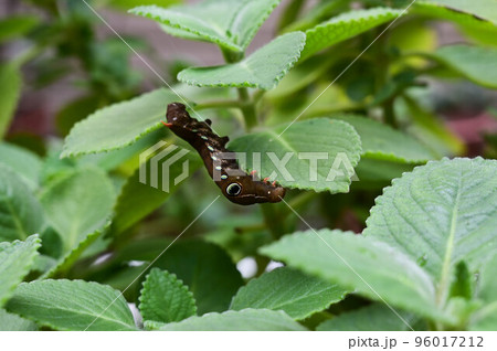 クロ-ズアップ クローズアップ 接写 96017212